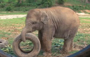 Elephants Playtime