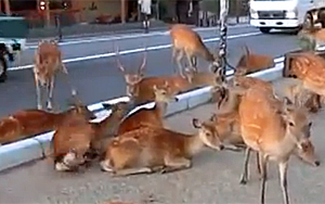 A Horde of Deers Occupying the Road