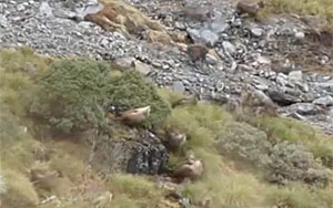 Bull Tahr -Masters of Camouflage