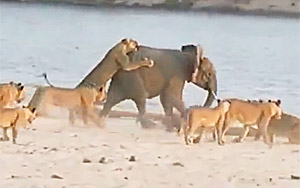 Baby Elephant Survives 14-Lion Attack