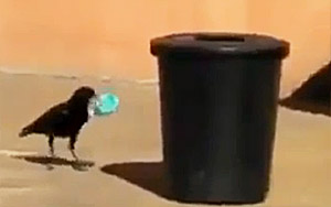 This Crow Joins Swachh Bharat Abhiyan