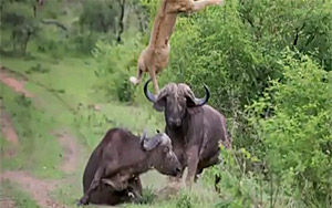 Incredible Footage as Buffalo Tosses Lion into the air