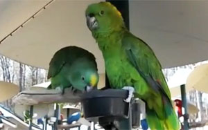 Arguing Parrots