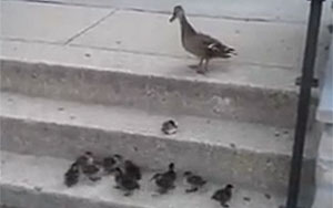 Cute Baby Ducklings Get Stuck 