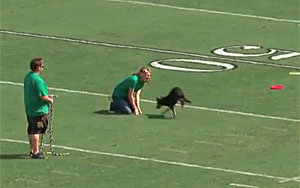 Samantha Velle and Her Talented Dogs