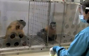 Hilarious Experiment on Monkeys