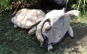 A Tortoise Rescuing His Friend