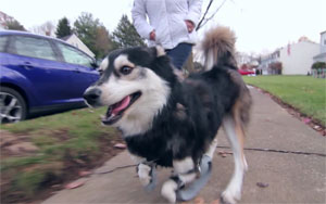 Dog Can Walk Again Thanks To 3D Printing