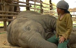 Woman Sings Lullaby to an Elephant 