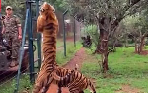  A Tiger Jump to Catch Its Meal