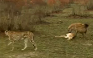  Smart Gazelle Escapes by Playing Dead!