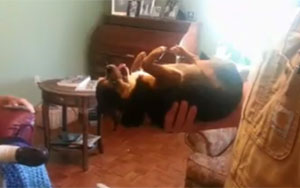 Dog Plays Dead!