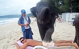 Elephant Massage