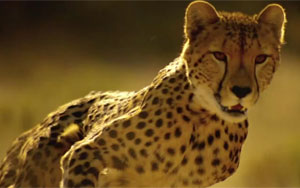 Cheetah Can Accelerate Faster Than Most Supercars