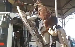 Boarding a Donkey on a Bus