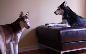 Talking Dogs Argue - Subtitled