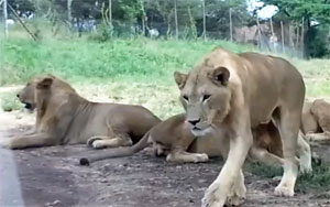 Lion Opens Car Door