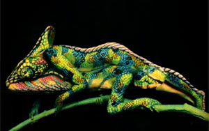 Chameleon - Impressive Creation