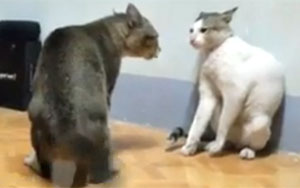 Epic Cat Fight