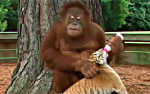 Orangutan Babysits Tiger Cubs