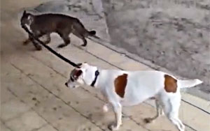 Cat Taking The Dog Home