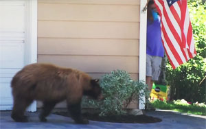 Bear and Man Spook Each Other