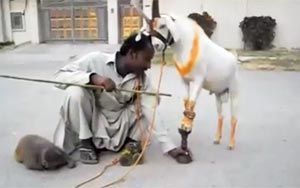 The Goat Show by a Pakistani Street Performer