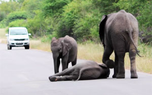 Helping a Baby Elephant