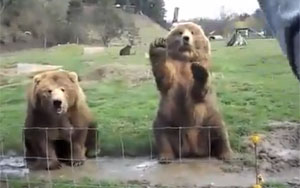 Waving Bears Compilation