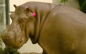 Deadly Zoo Animals Roam free on Georgian Streets After Deadly Flood