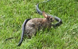 Rabbit Fights with Snake to save the Bunnies