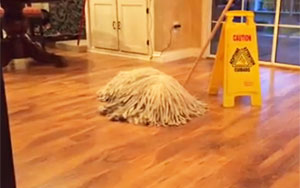 Is That a Mop or a Dog?