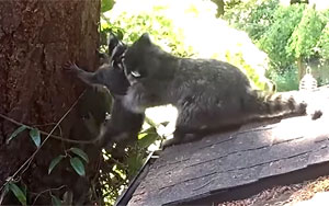 Mother Raccoon Teaches Her Baby to Climb a Tree