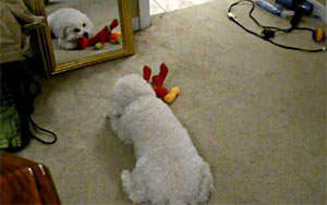 Dog vs. Mirror