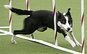 Lightning-Quick Tex at Dog Agility Contest