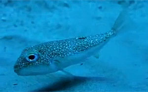  Pufferfish Creates Sand Art