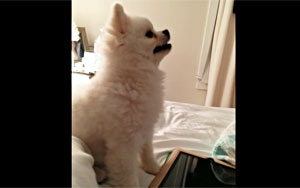 Epic Pomeranian Puppy sneeze 