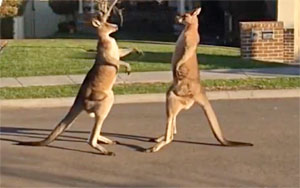 Kangaroos Have Street boxing Fight in Australia