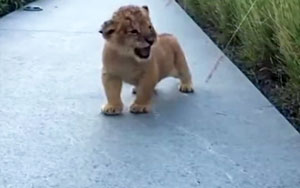 The Little Roar - Lion Cub Roar