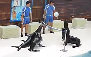 Sea Lions Playing Volleyball 