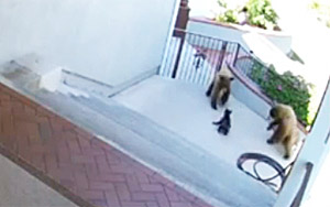 Watch This Little French Bulldog chase Away Bears