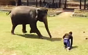 Elephant Comes To The Rescue