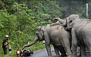 Narrow Escape for a Biker in Elephant Attack