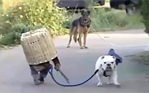 Funny Chimp and His Bulldog Friend