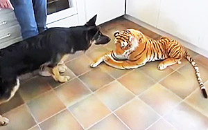 German Shepherd is Scared of Stuffed Toy tiger