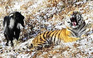 Brave goat becomes friends with a tiger who was supposed to eat him