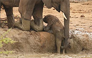 Touching video of Elephants Helping a Calf out of a Waterhole