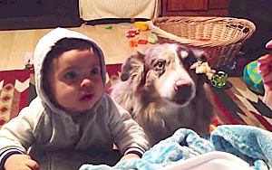  Dog Says 'Mama' When Baby Can't, All For A Bite of Food