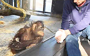 An Orangutan Howl With Laughter at a Magic Trick