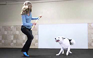 Boogie Shoes Canine Freestyle Routine!